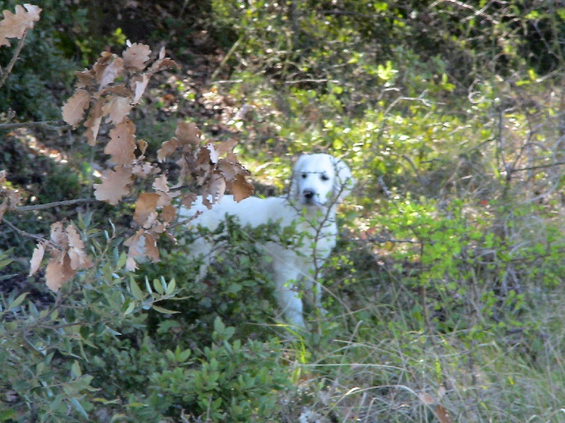 Ciska du Domaine des Rives de l'Erdre