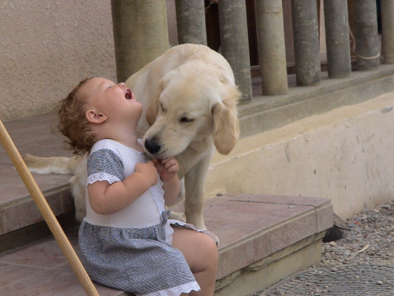 Blue Du Royaume du Golden Retriever