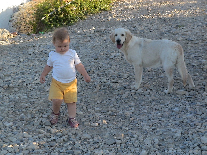 Blue Du Royaume du Golden Retriever