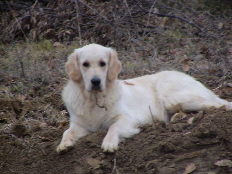 Blue Du Royaume du Golden Retriever