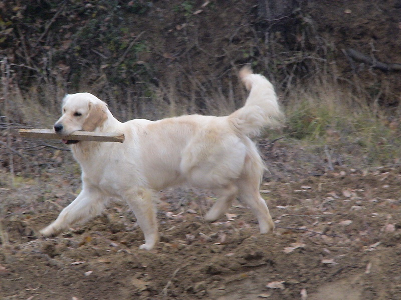 Blue Du Royaume du Golden Retriever