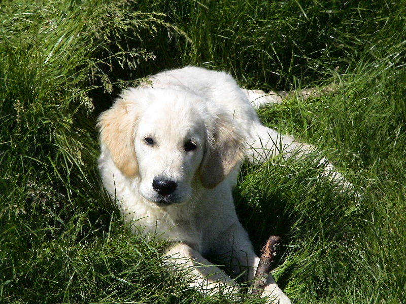 Blue Du Royaume du Golden Retriever