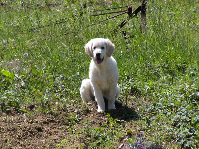 Blue Du Royaume du Golden Retriever