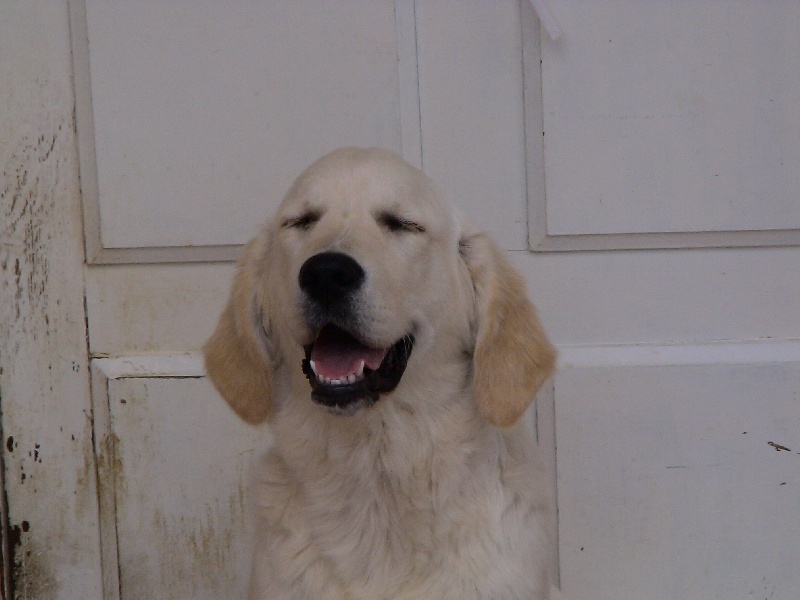 Blue Du Royaume du Golden Retriever