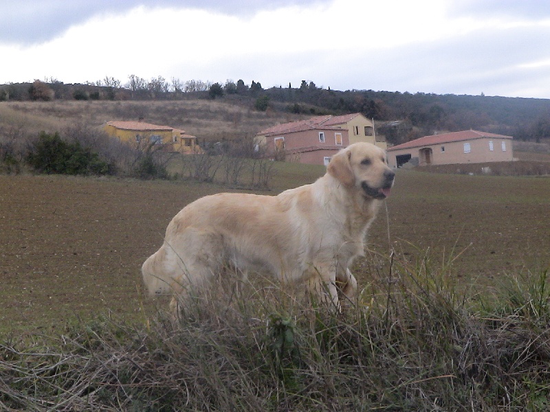 Blue Du Royaume du Golden Retriever