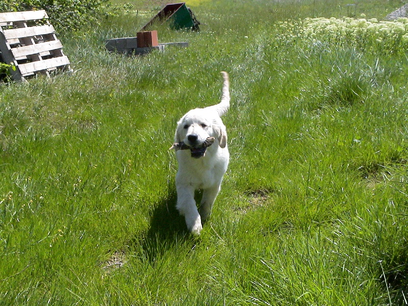 Blue Du Royaume du Golden Retriever