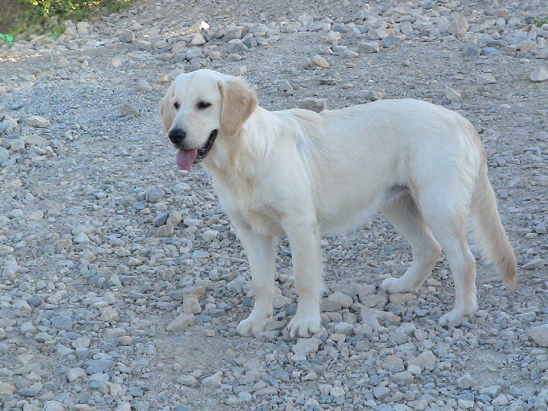 Blue Du Royaume du Golden Retriever