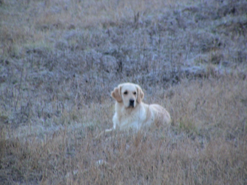 Blue Du Royaume du Golden Retriever