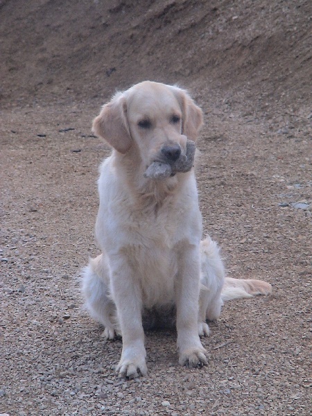 Blue Du Royaume du Golden Retriever