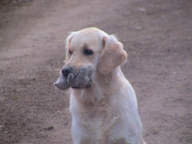 Blue Du Royaume du Golden Retriever