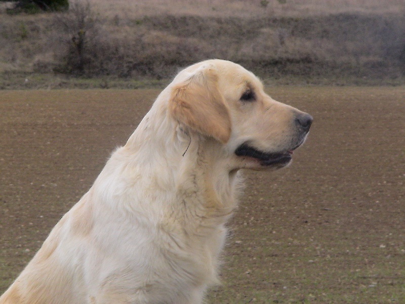 Blue Du Royaume du Golden Retriever