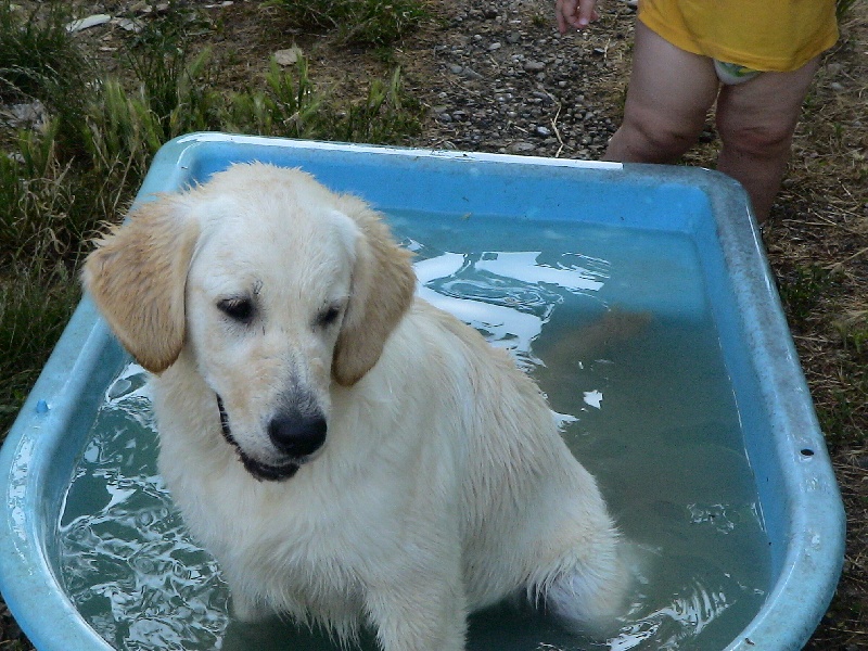 Blue Du Royaume du Golden Retriever