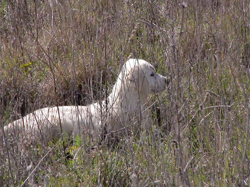 Ciska du Domaine des Rives de l'Erdre