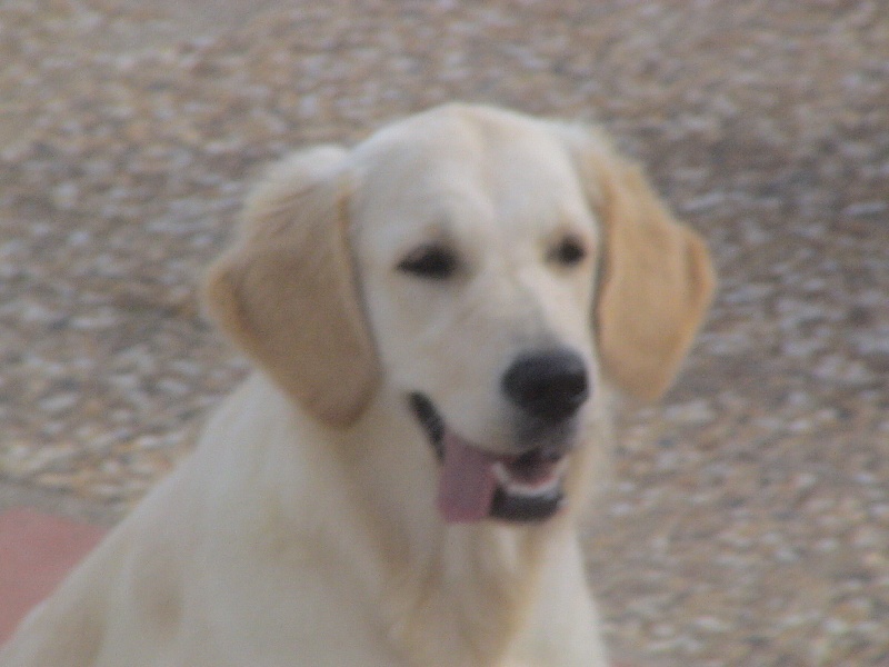 Blue Du Royaume du Golden Retriever