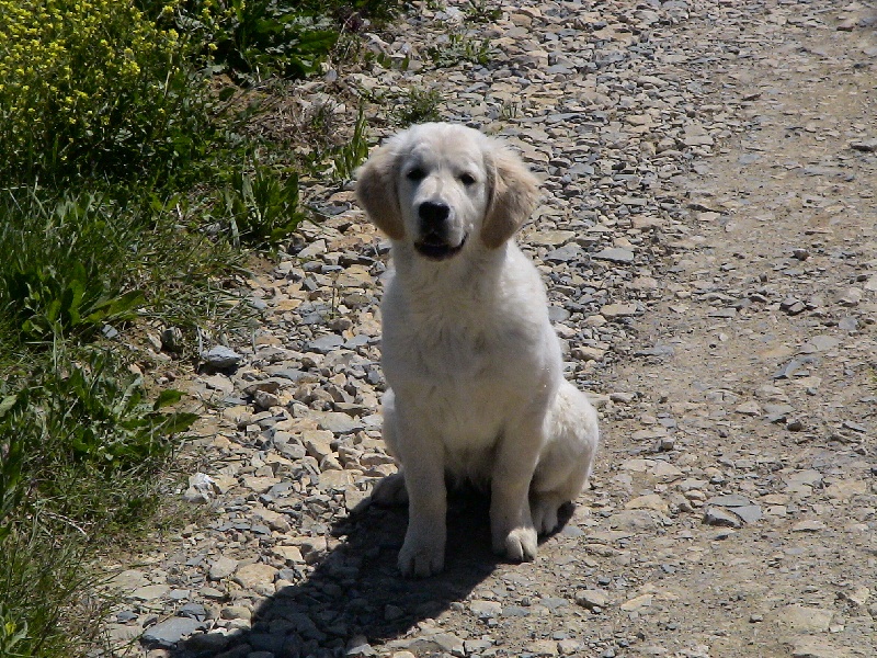 Blue Du Royaume du Golden Retriever