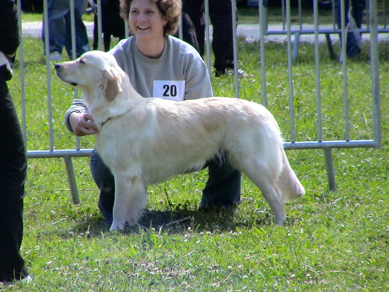 Blue Du Royaume du Golden Retriever
